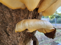 Fungi