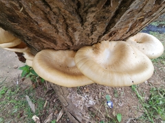 Fungi