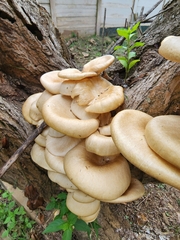 Fungi