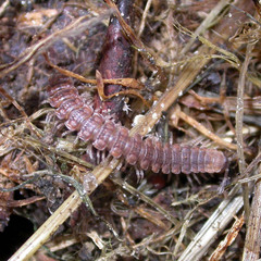 Polydesmus complanatus