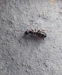 Camponotus fallax
