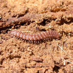 Polydesmus complanatus