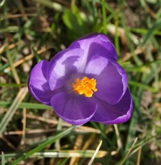 Crocus vernus