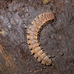 Polydesmus complanatus