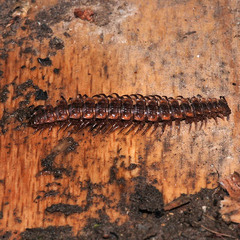 Polydesmus complanatus