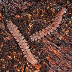 Polydesmus complanatus