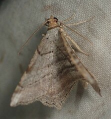 Macaria multilineata