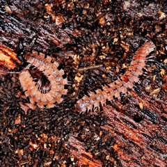 Polydesmus complanatus