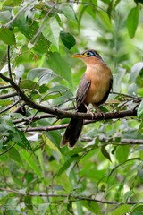 Morococcyx erythropygus