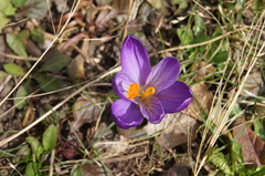Crocus vernus