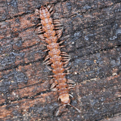 Polydesmus complanatus