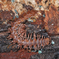 Polydesmus complanatus