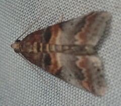 Acrobasis angusella