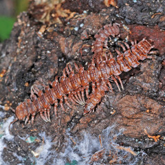 Polydesmus complanatus