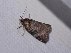 Cryptoptila australana