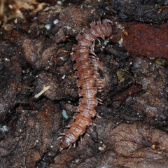 Polydesmus complanatus