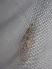 Eremochrysa canadensis