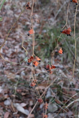 Rhynchosia volubilis