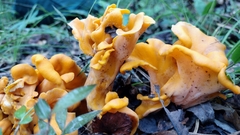 Craterellus odoratus