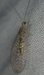 Eremochrysa canadensis