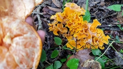 Craterellus odoratus