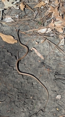 Thamnophis saurita saurita