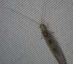 Eremochrysa canadensis