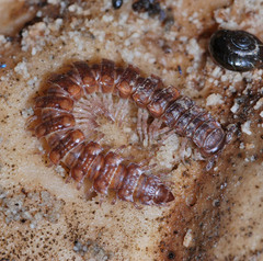 Polydesmus complanatus