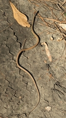 Thamnophis saurita saurita