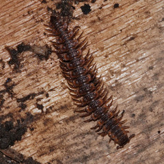 Polydesmus complanatus