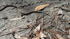 Thamnophis saurita saurita
