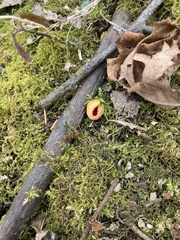 Sarcoscypha austriaca