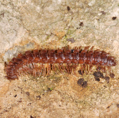 Polydesmus complanatus