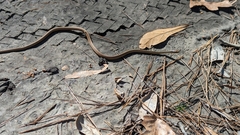 Thamnophis saurita saurita