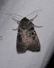 Proteuxoa rubripuncta