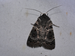 Proteuxoa rubripuncta