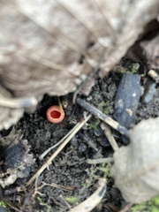 Sarcoscypha austriaca