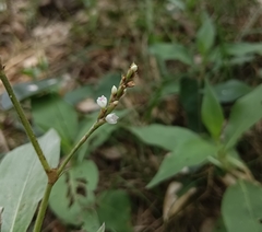 Persicaria glabra