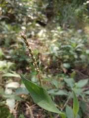 Persicaria glabra