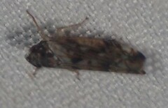 Scaphoideus