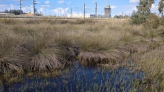 Juncus acutus