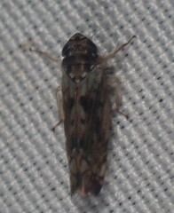 Scaphoideus