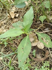 Persicaria glabra