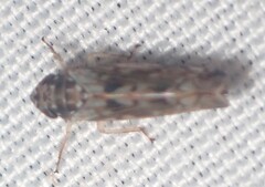 Scaphoideus