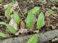Erythronium americanum