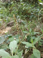 Persicaria glabra