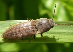 Agriotes lineatus