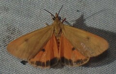 Virbia aurantiaca