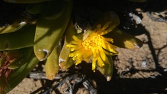 Glottiphyllum
