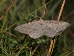 Scopula perialurga